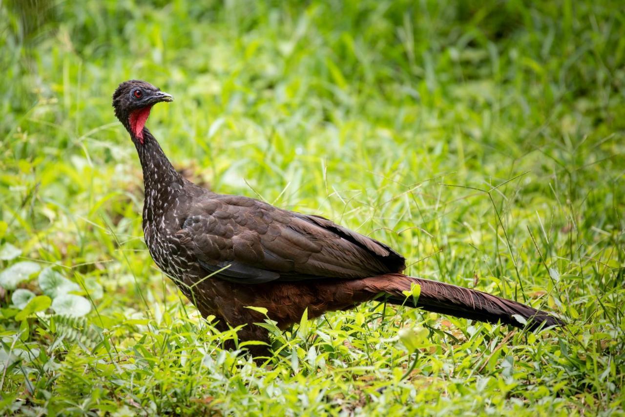 Lost Iguana Resort And Spa La Fortuna Ngoại thất bức ảnh